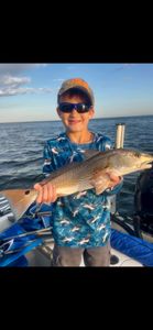 Photo of a single 16-inch redfish caught fishing in FL