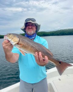 Redfish caught during guided fishing tour in Crystal River