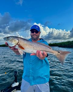 Redfish caught during fishing tour in Crystal River