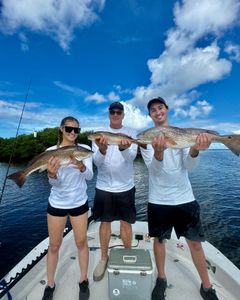 Three redfish caught during fishing tours in FL