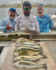Four sandbar sharks, a popular fishing destination in Crystal River