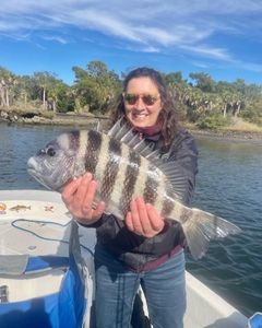 A fisherman proudly holding a large sheepshead fish in Florida