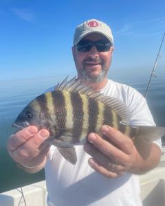 Sheepshead fish caught during fishing tour in Crystal River