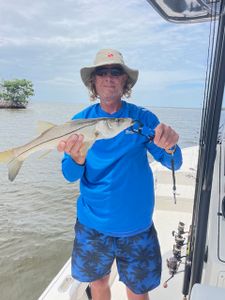 Snook Fishing In South West Florida