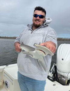 Nice bonnethead catch 