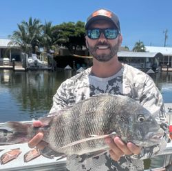 Sheepshead fish caught in Cape Coral