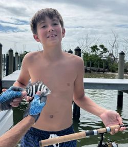Sheepshead fish caught during fishing tours in Cape Coral
