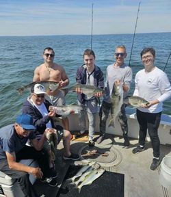 6 bluefish caught fishing in NY