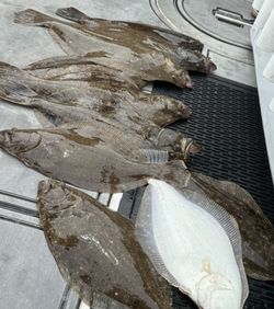 Trio of fish caught while fishing in NY