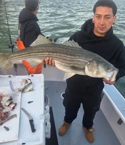 Striped bass caught fishing in New York City NY waters