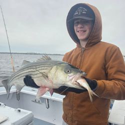 Striped bass caught while fishing in New York City NY waters