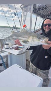 Striped bass caught during fishing trip in New York City NY waters