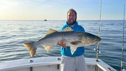 Striped bass caught in NY