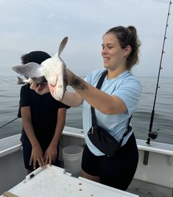 Tawny nurse shark caught while fishing in NY