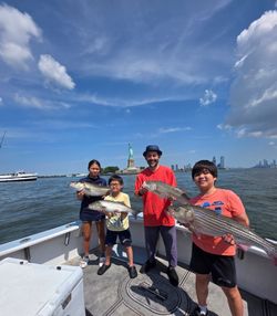 3 striped bass caught while fishing in NY