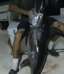 Swordfish caught while fishing in Pompano Beach