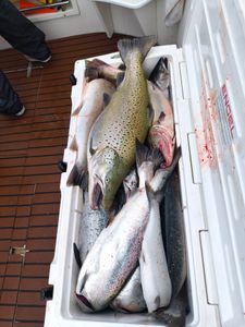 Four sea trout caught while fishing in Milwaukee