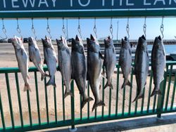 Eight pink salmon, rainbow trout, and coho salmon in Milwaukee