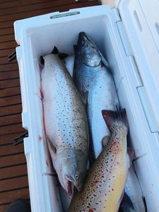 Two coho salmon and sea trout fish in WI