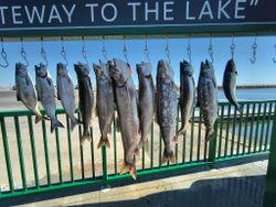 9 Chinook Salmon and Great Barracuda fish in WI