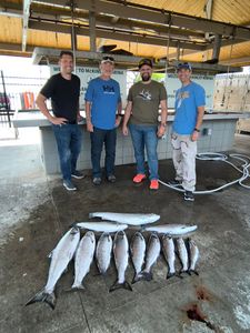 7 pink salmon and little tunny fish caught while fishing in Milwaukee