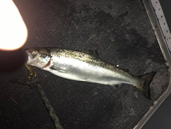 Vibrant rainbow trout caught in South China
