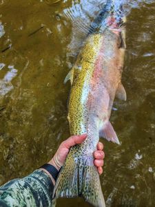 Rainbow Trout Fishing In Oregon