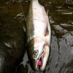 Fishing For Salmon In Rogue River