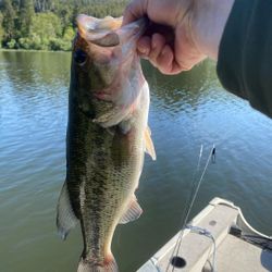 Largemouth Bass caught while fishing in OR