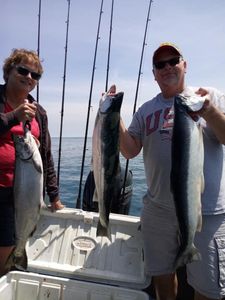 Three Coho Salmon fish caught in Sheboygan, Wisconsin