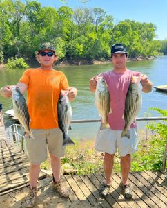 Four striped bass caught while fishing in North Carolina