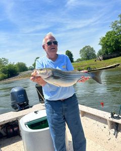 Striped bass caught while fishing in North Carolina