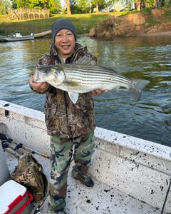 Striped bass caught while fishing in NC
