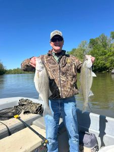 Two striped bass caught while fishing in Weldon