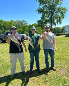 4 striped bass caught while fishing in Weldon