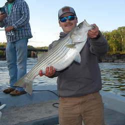 Striped bass caught by a person in Weldon