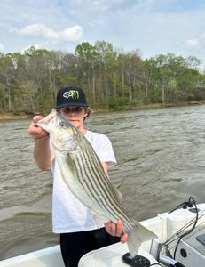 Striped bass caught by fisherman in Weldon