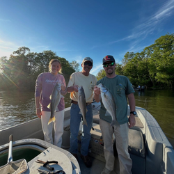 Three striped bass caught fishing in NC