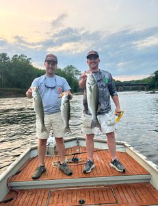 Three striped bass caught in Weldon
