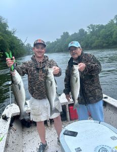 Three striped bass caught while fishing in North Carolina