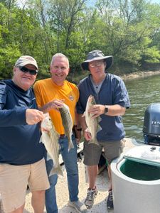 3 striped bass caught fishing in NC