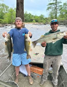 Striped Bass, Largemouth Bass, and Largemouth Bass caught fishing in NC