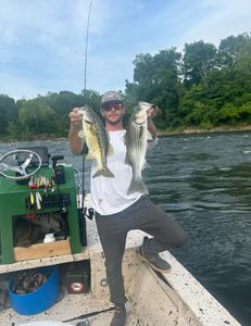 Two striped bass and spotted bass caught in NC while fishing