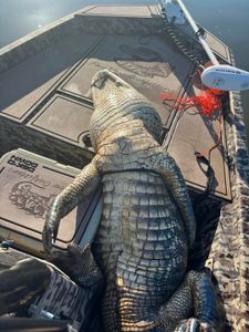 Exciting hunting adventure in FL