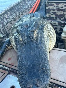 Best hunting for great catch in Crescent City