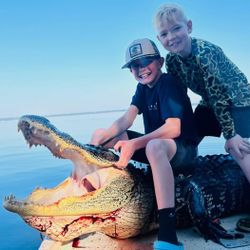Successful alligator hunt displaying large harvested alligator in Crescent City FL