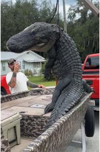 Large alligator being transported in truck bed after successful hunt in Crescent City FL