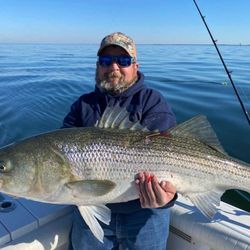 This Striped Bass can win tournaments!