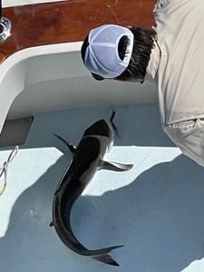 American Eel fishing at Cape Charles