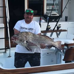 Angler catches large black drum fish in VA